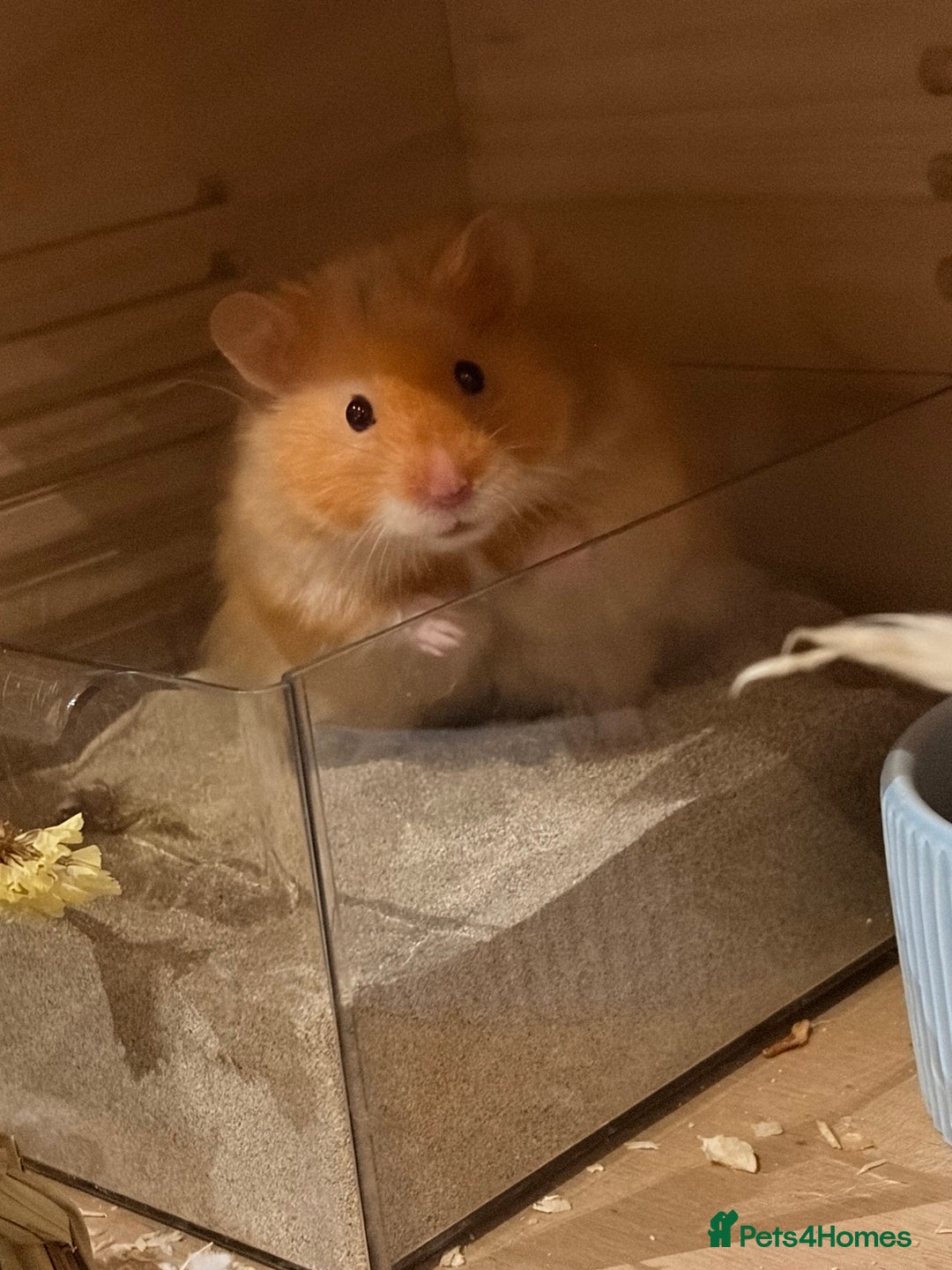 Hamster rodents for sale: Male long haired Syrian hamster  - Image 3