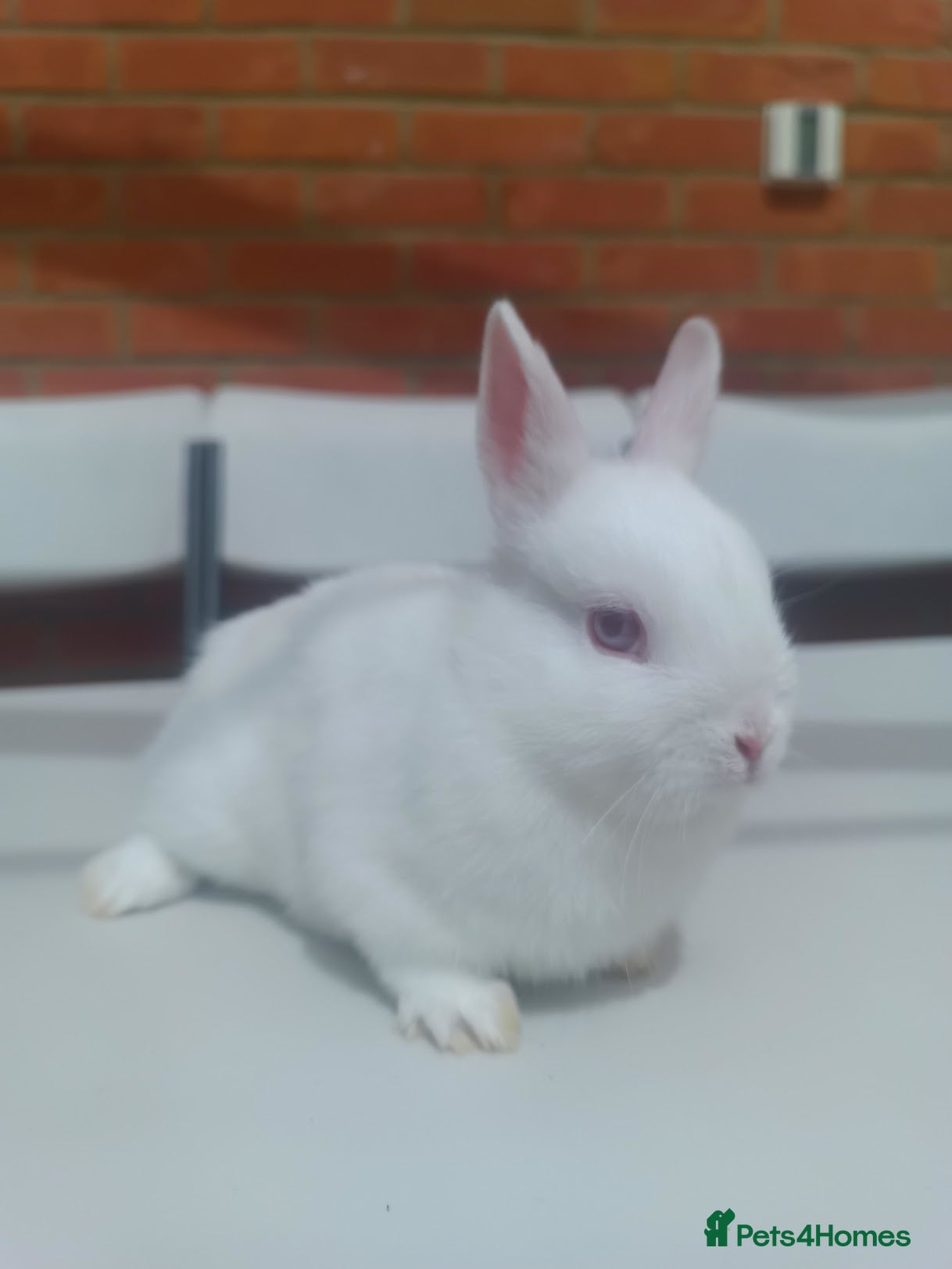 Netherland Dwarf rabbits Netherland Dwarf Ruby Eyed Rabbit - Advert 17