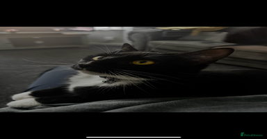 Mixed Breed cats - Advert 7