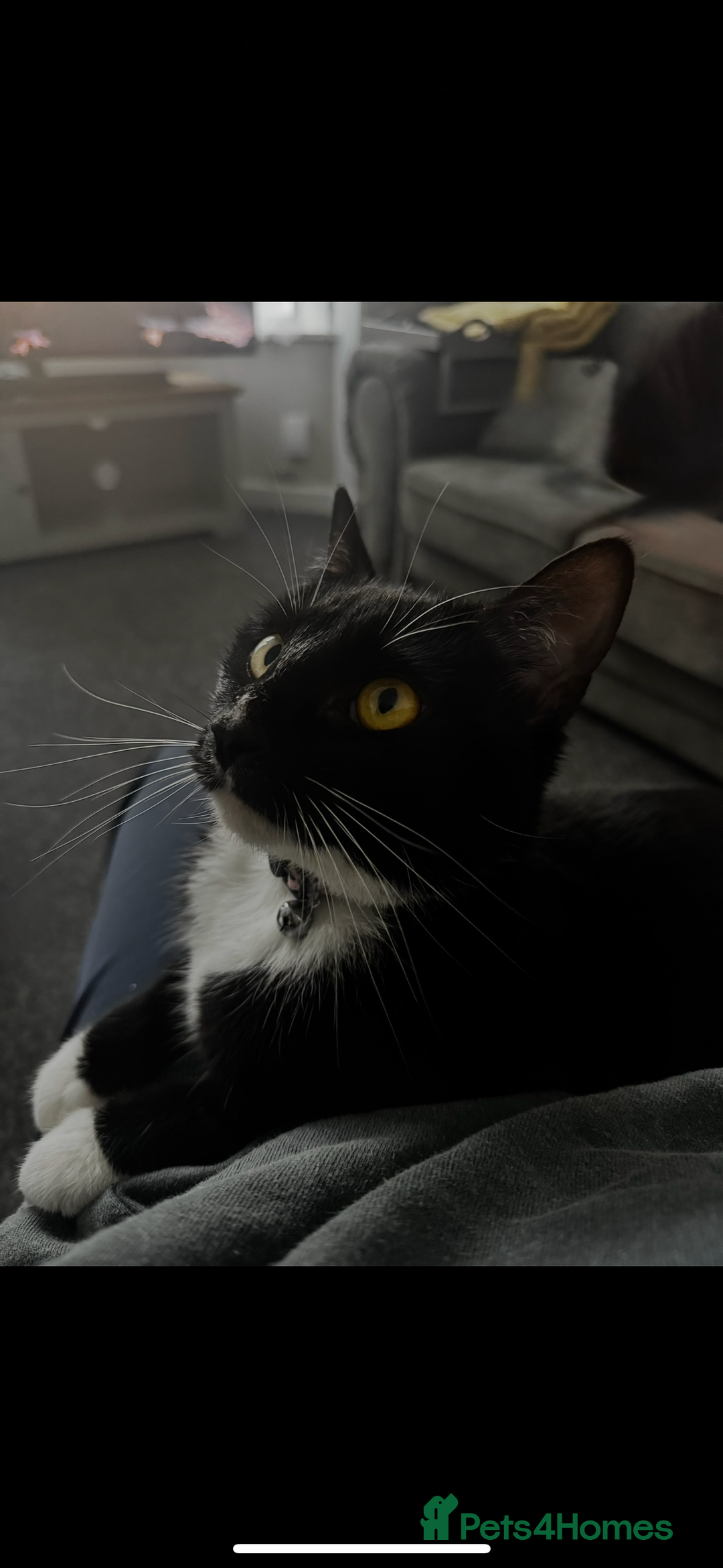 Mixed Breed cats for sale: Rehome for cats  - Image 2