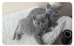 British Shorthair cats for sale: Both parents pedigrees- Dad 5x 🏆 3 boys 1 girl  - Image 8