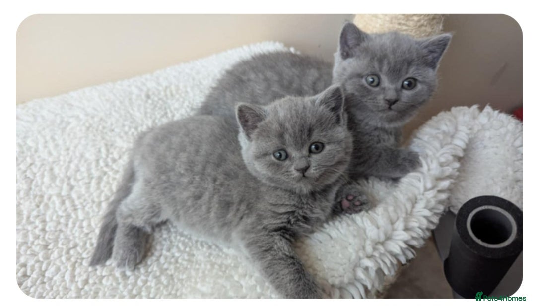 British Shorthair cats for sale: Both parents pedigrees- Dad 5x 🏆 3 boys 1 girl  - Image 8