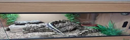 Python Snake reptiles for sale: Royal Python with full Viv set up - Advert 2