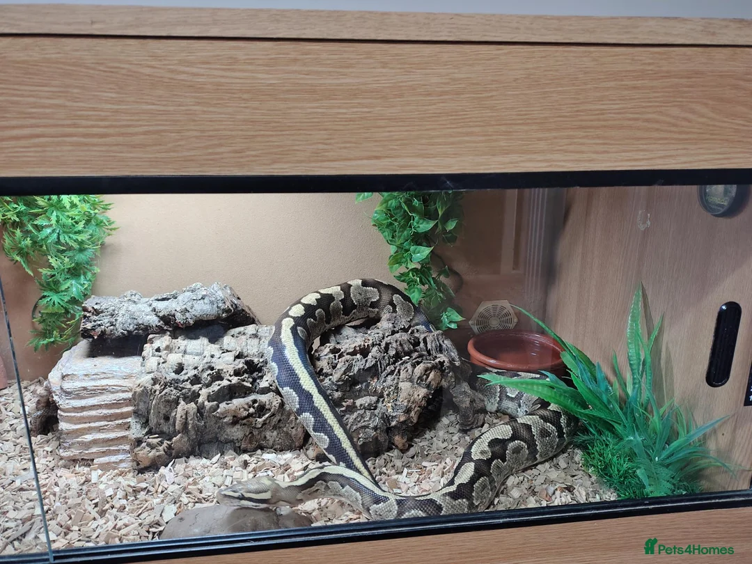 Python Snake reptiles for sale: Royal Python with full Viv set up - Advert 2