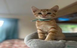 Domestic Shorthair cats for sale: Last 2 gorgeous ginger boys 🫶🏻 - Image 3