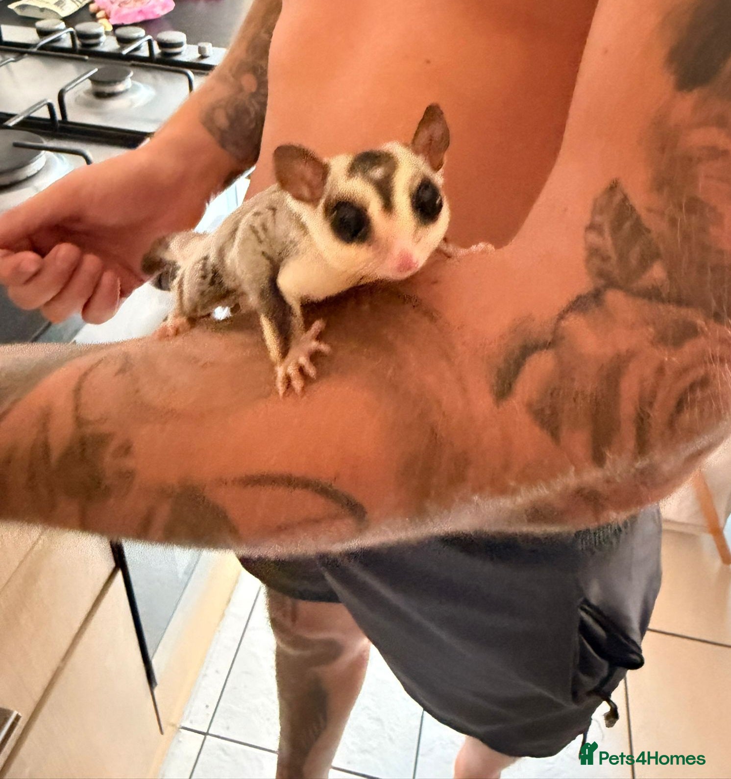 Sugar Glider rodents male sugar+cage - Advert 8