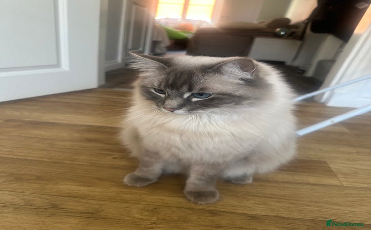 Ragdoll cats - Advert 2