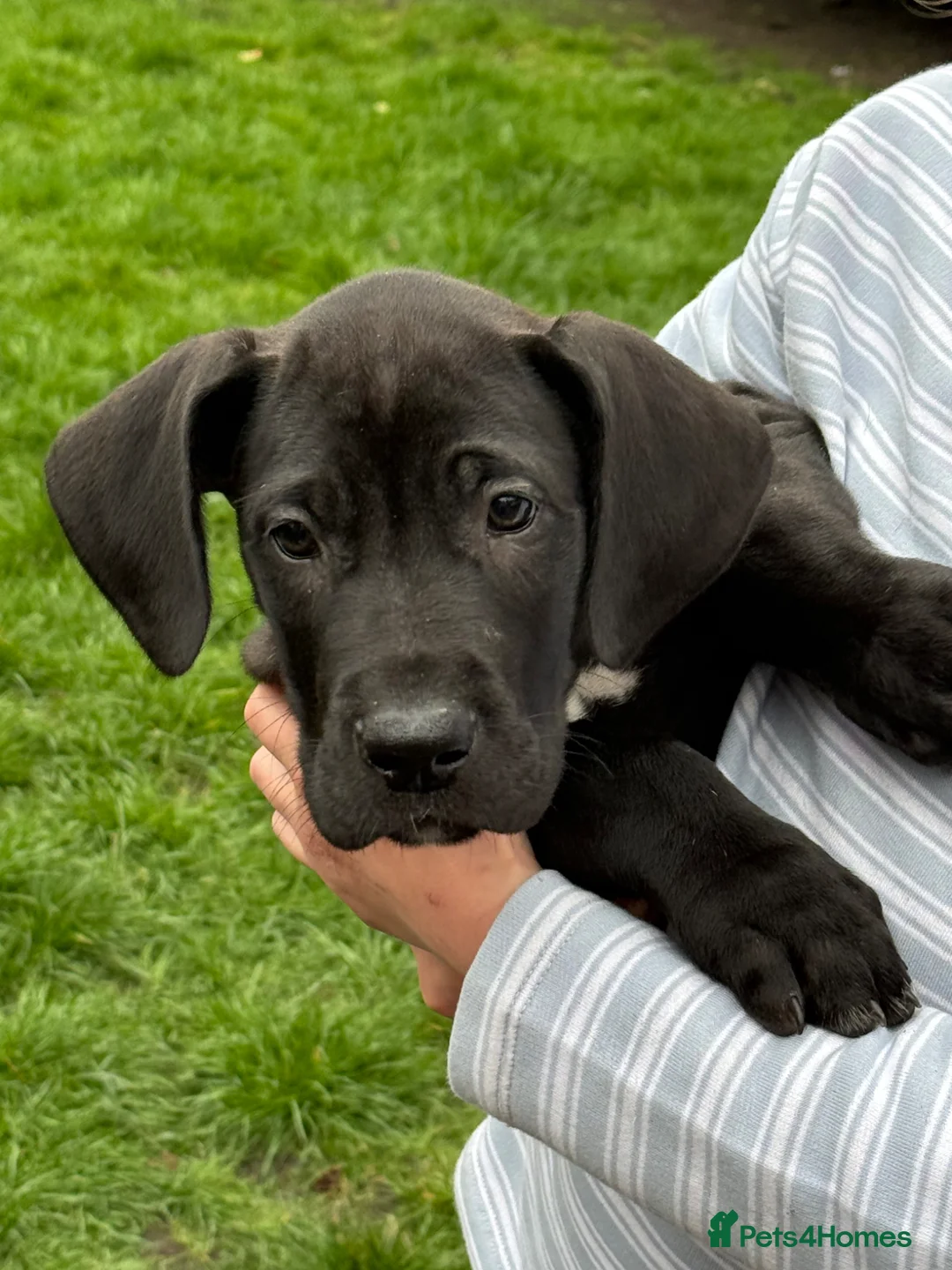 Great Dane dogs for sale: Health Tested 1 male left Great Dane pups - Advert 8