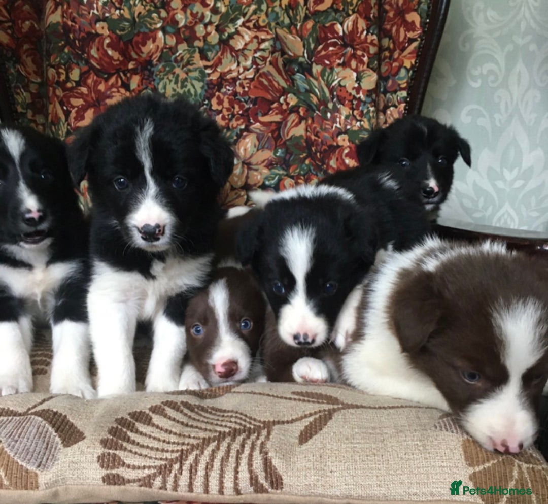 Border Collie dogs for sale: Gorgeous border collie puppies - Image 6
