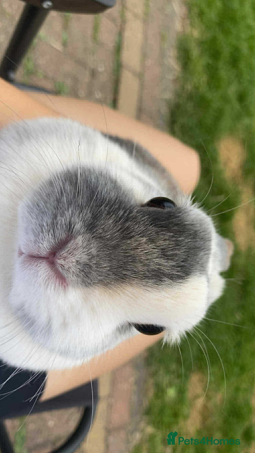 English rabbits for sale: 2 female rabbits for sale  - Image 3