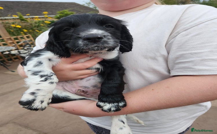 English Springer Spaniel dogs - Advert 3