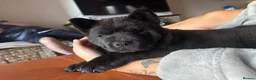 Chow Chow dogs for stud: Steve the stud - Advert 7