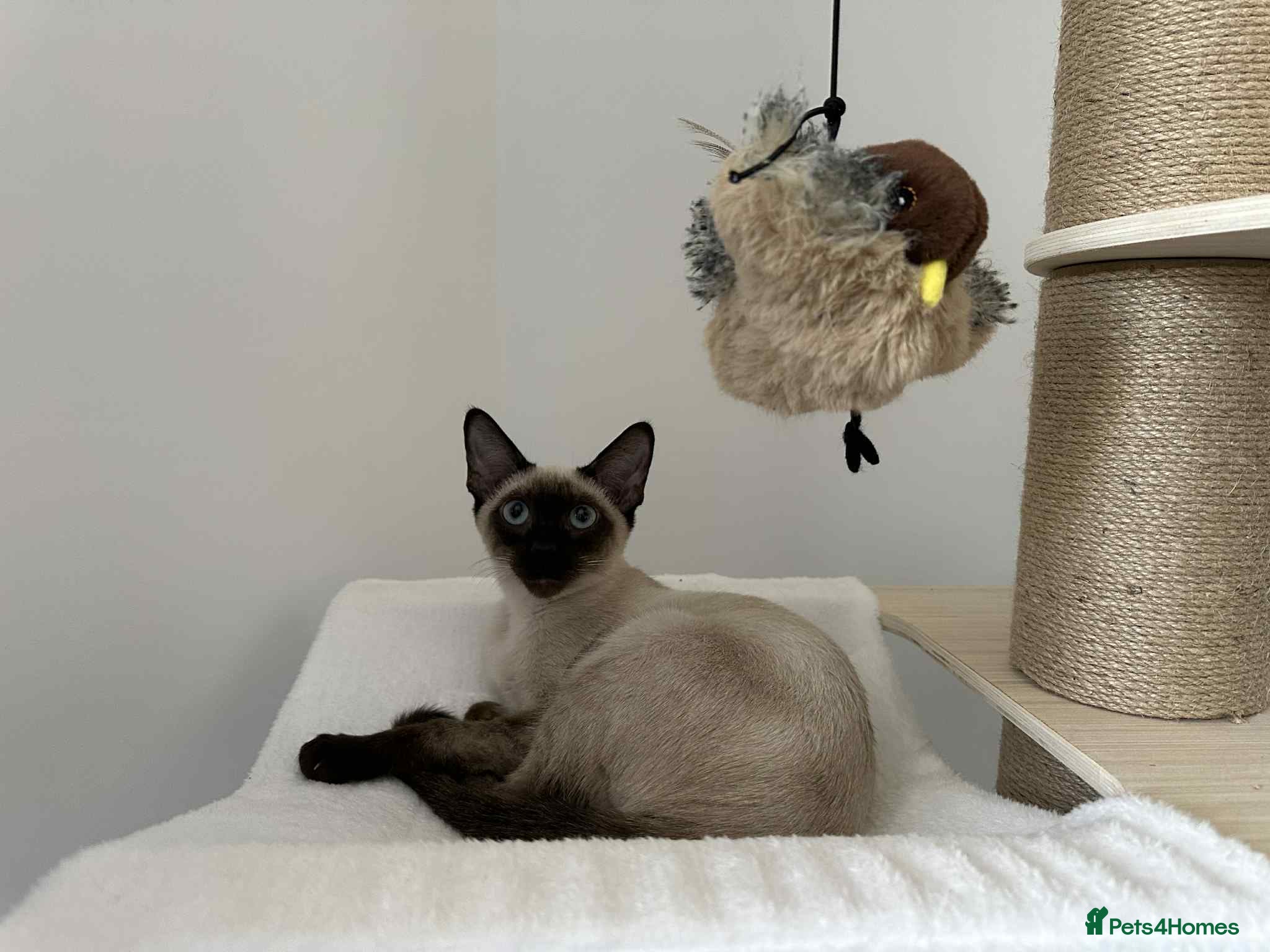 Siamese cats Neutered Siamese Looking for A Loving Home - Advert 1