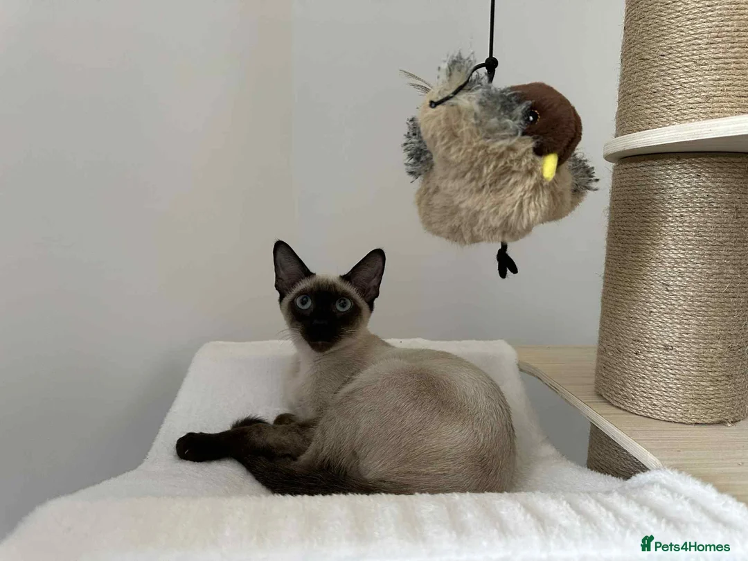 Siamese cats for sale: Neutered Siamese Looking for A Loving Home - Advert 1