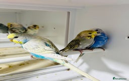 Budgerigars birds for sale: Stunning baby rainbow/pied budgies  in Luton - Image 11