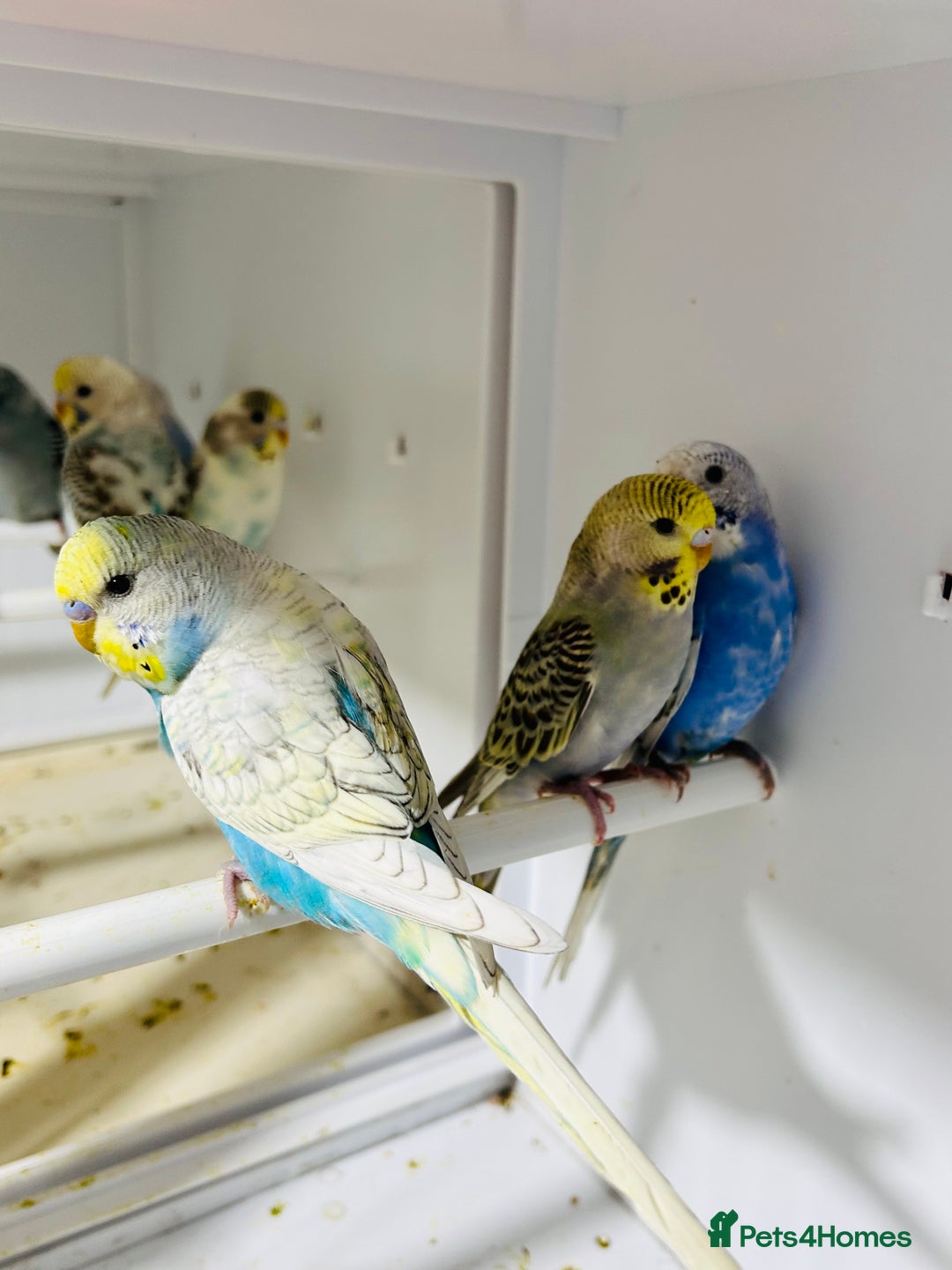 Budgerigars birds for sale: Stunning baby rainbow/pied budgies  in Luton - Image 11