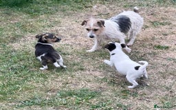 Jack Russell dogs for sale: Jack Russel puppies for sale - Image 2