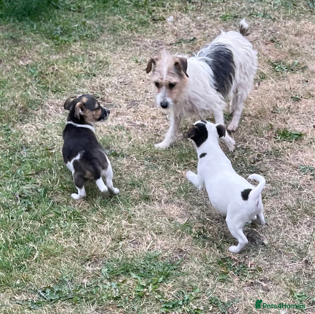 Jack Russell dogs for sale: Jack Russel puppies for sale - Image 2