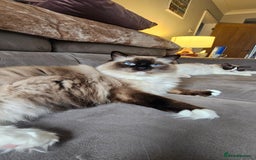 Ragdoll cats for sale: 💎 2 Exceptional Pedigree Ragdolls-young adults💎 - Image 14