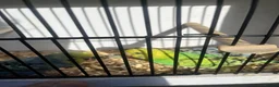 Budgerigars birds for sale: Stunning mutations  - Advert 13