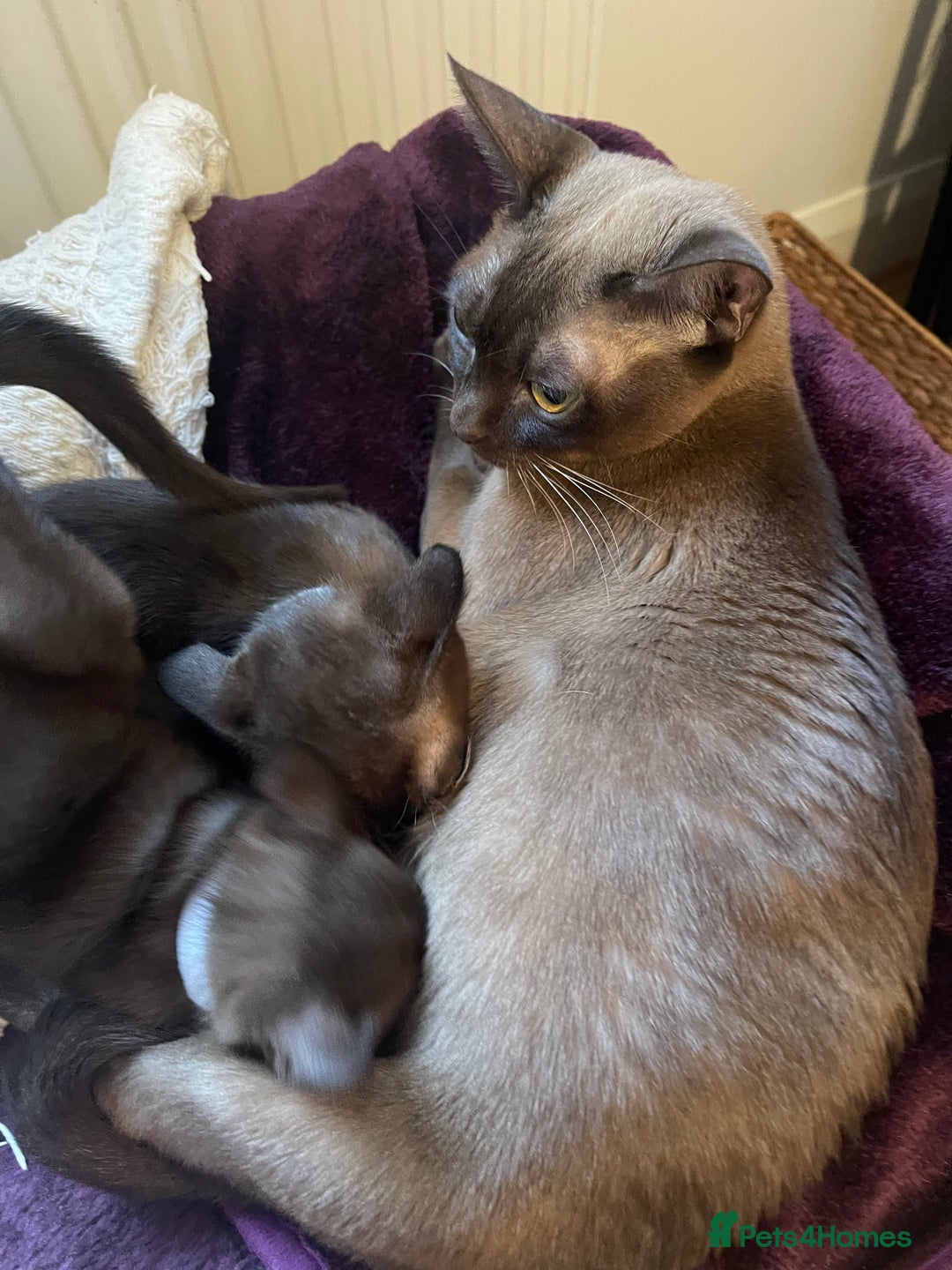 Burmese cats for sale: Gorgeous GCCF Burmese brown male - Advert 1