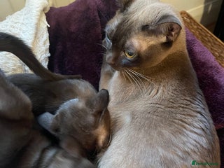 Burmese cats Gorgeous GCCF Burmese brown male - Advert 1