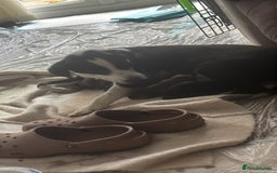 Mixed Breed dogs for sale: Cocker spaniel x bagal x miniature dashound - Image 3
