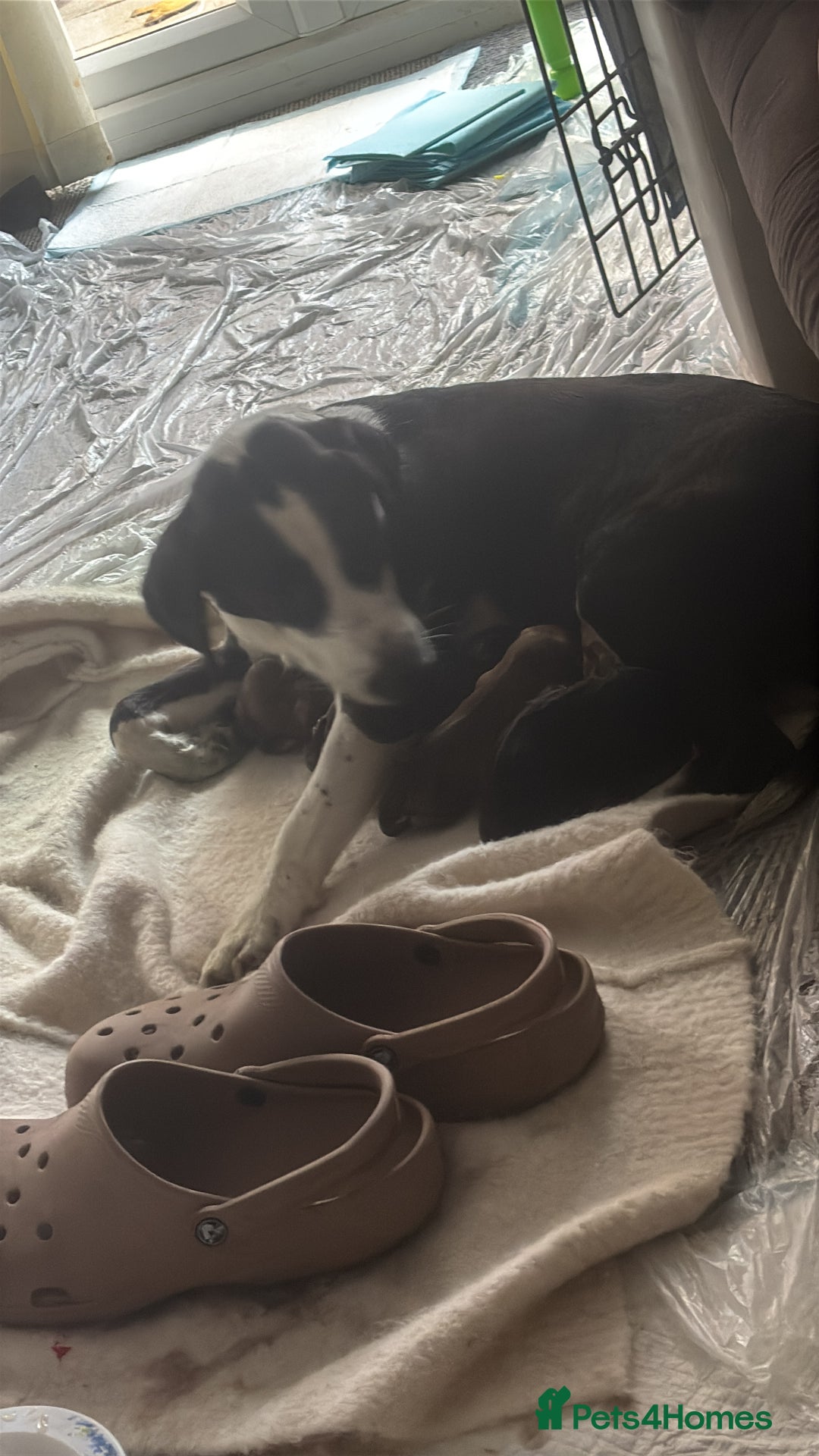 Mixed Breed dogs for sale: Cocker spaniel x bagal x miniature dashound - Image 3