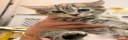 British Shorthair cats for sale: Maine coon Mix golden British short hair in London - Advert 6