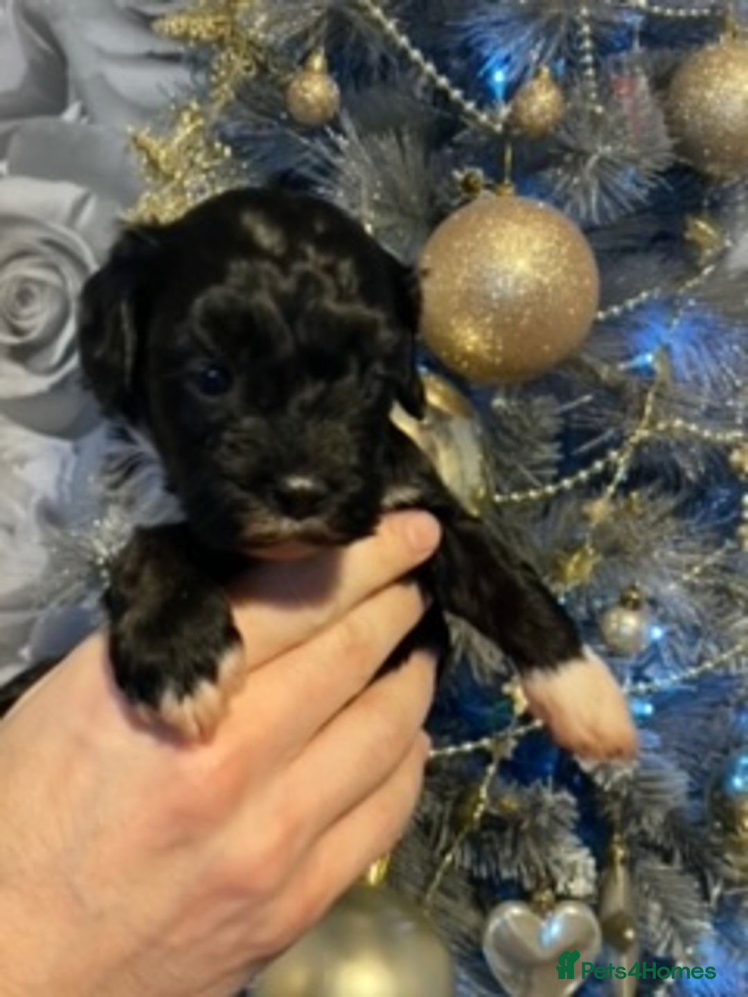 Cavapoo dogs for sale: F1 Cavapoo puppies 1 male 2 females - Advert 7