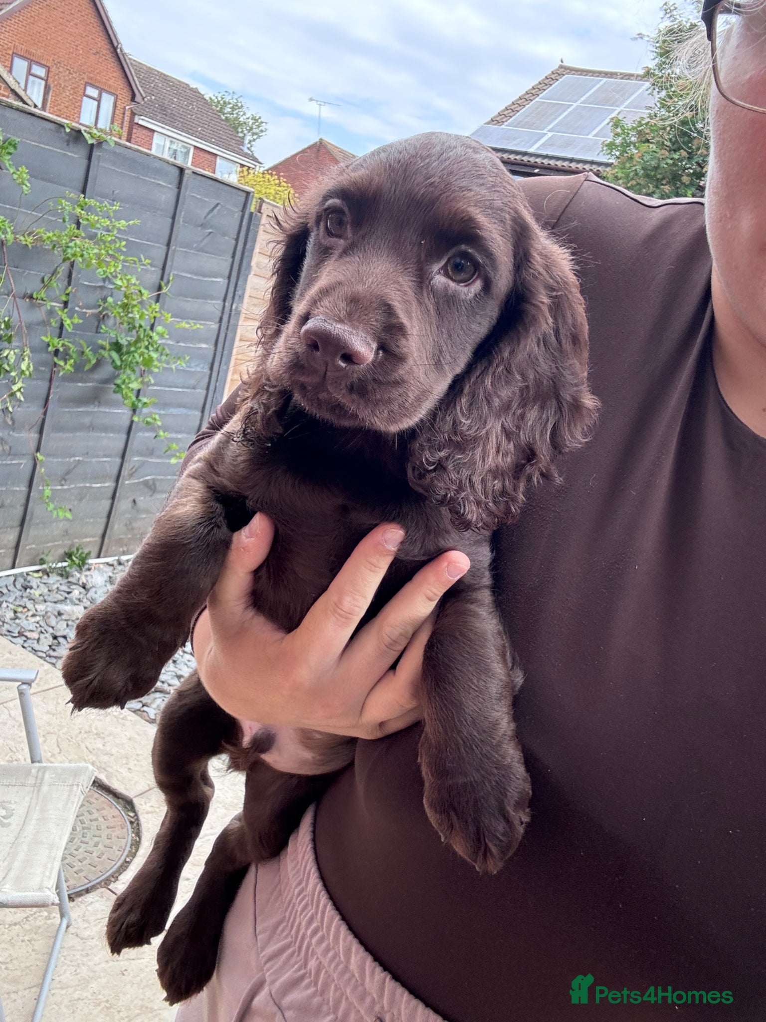 Cocker Spaniel dogs READY NOW Kc working cocker spaniel - Advert 12