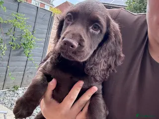 Cocker Spaniel dogs READY NOW Kc working cocker spaniel - Advert 12