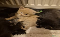 Maine Coon cats for sale: 5 week old Pure Bred Maine Coons for sale. - Image 10