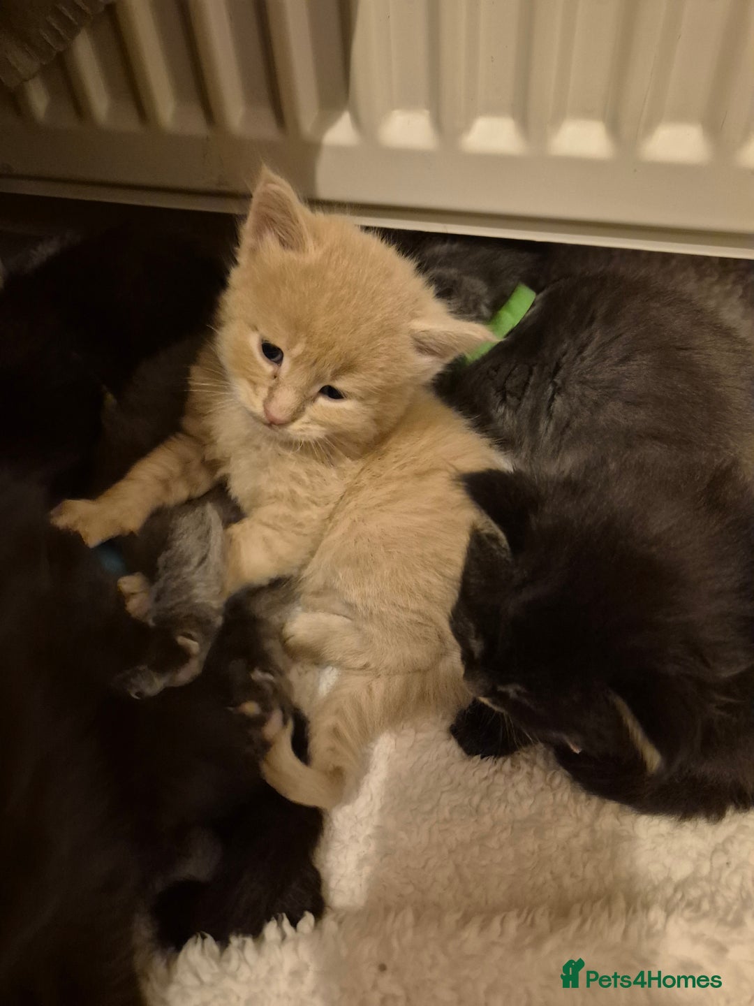 Maine Coon cats for sale: 5 week old Pure Bred Maine Coons for sale. - Image 10