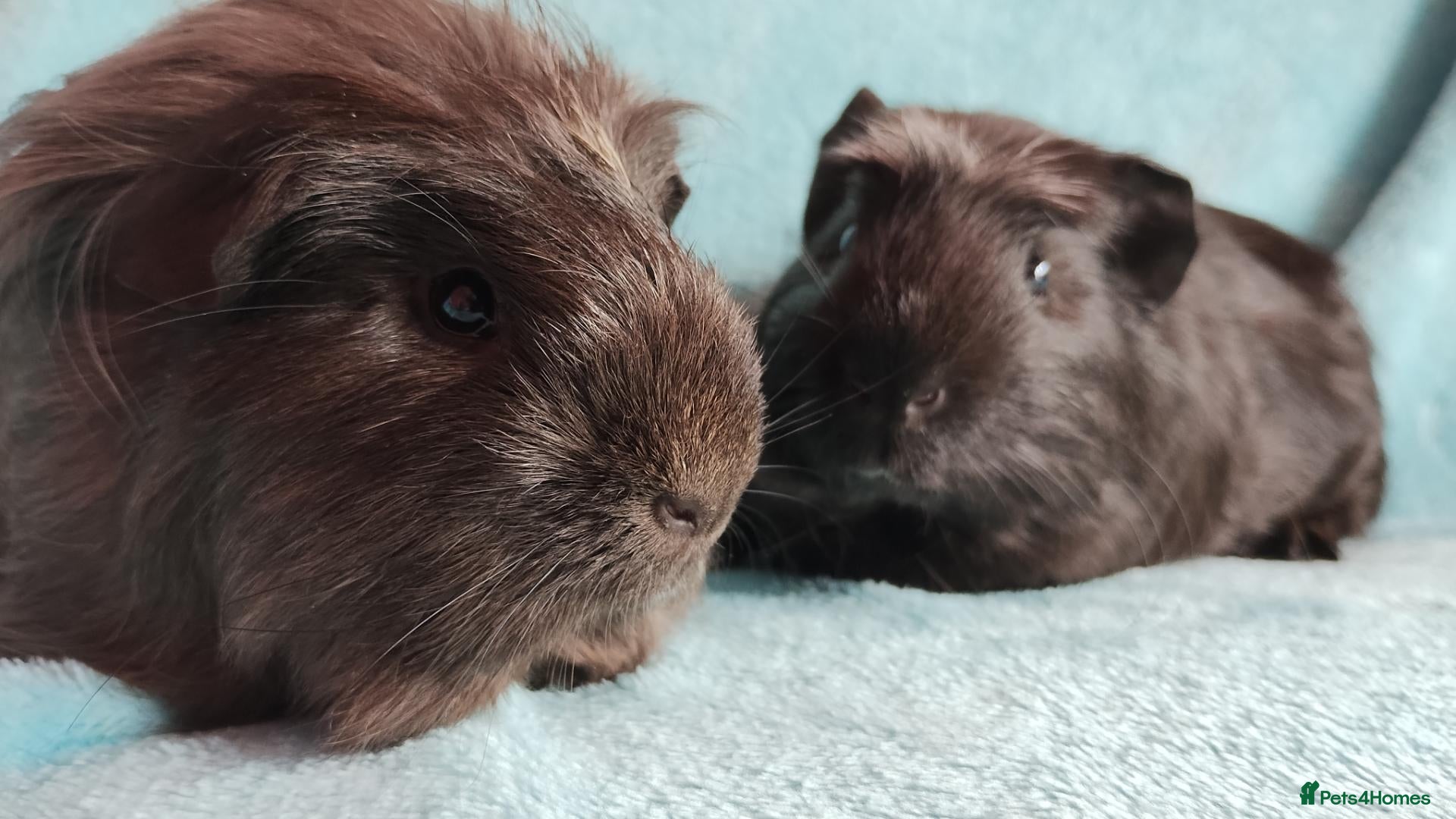 Guinea Pig rodents Cute pair of boys guinea pigs ready now  - Advert 1