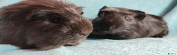 Guinea Pig rodents for sale: Cute pair of boys guinea pigs ready now  - Advert 1