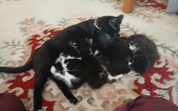 Mixed Breed cats for sale: 5 cats for sale (emergency sale) - Image 6