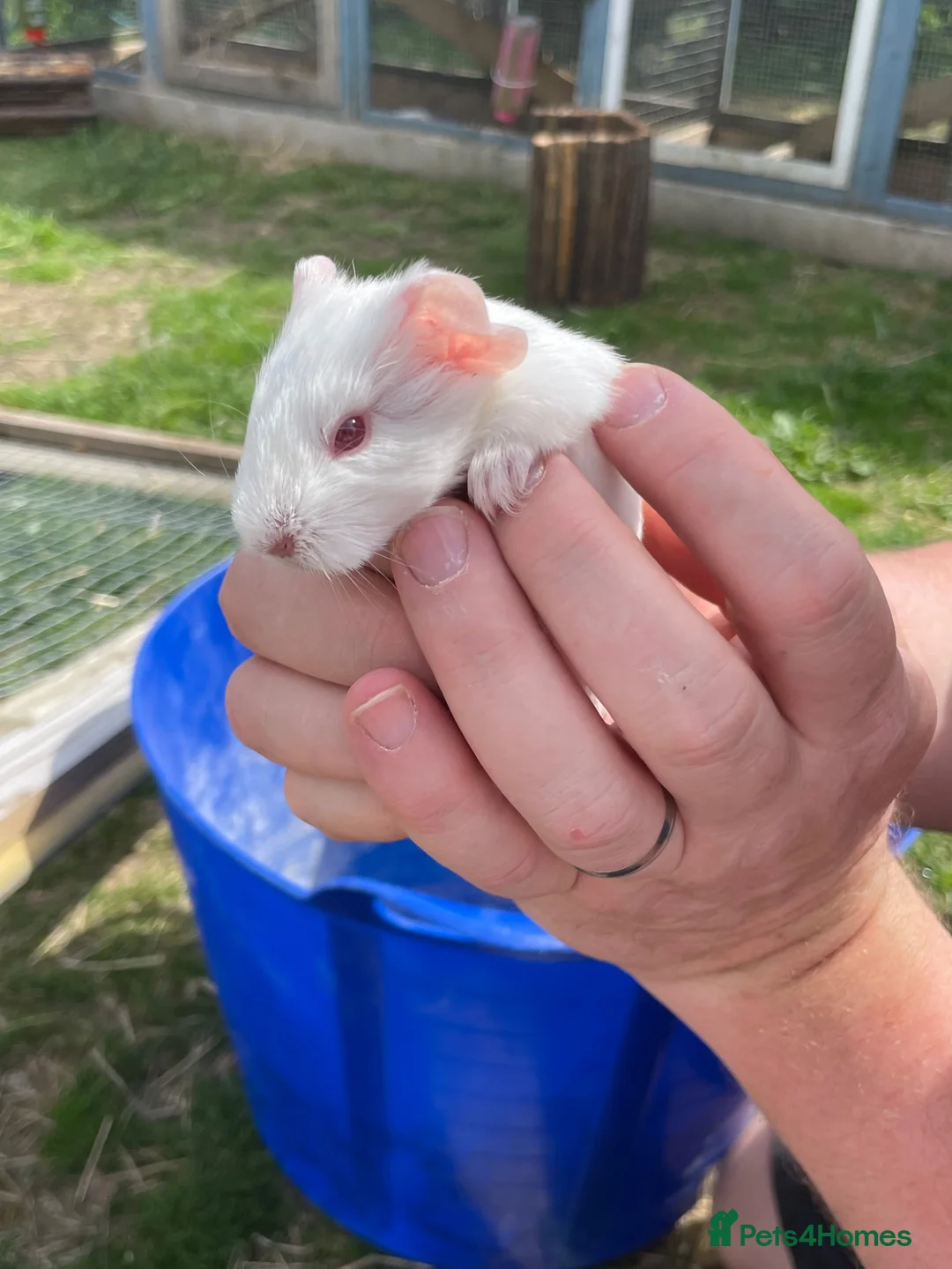 Guinea Pig rodents for sale: Baby Girl and Boy Guinea pigs  - Advert 13