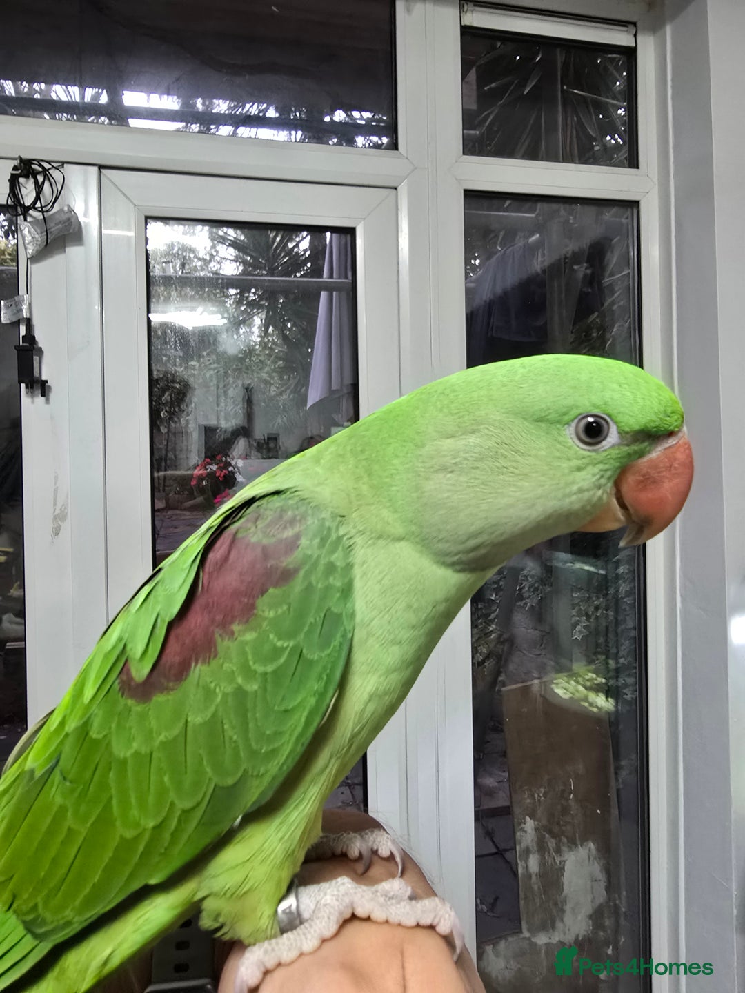 Parrots birds for sale: Alexander Hand Reared 16 weeks old - Image 5