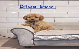 Cavachon dogs for sale: Beautiful Cavapoochons 🥰 - Image 10