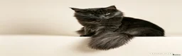 Maine Coon cats for sale: Pure Maine coon babies - Advert 1