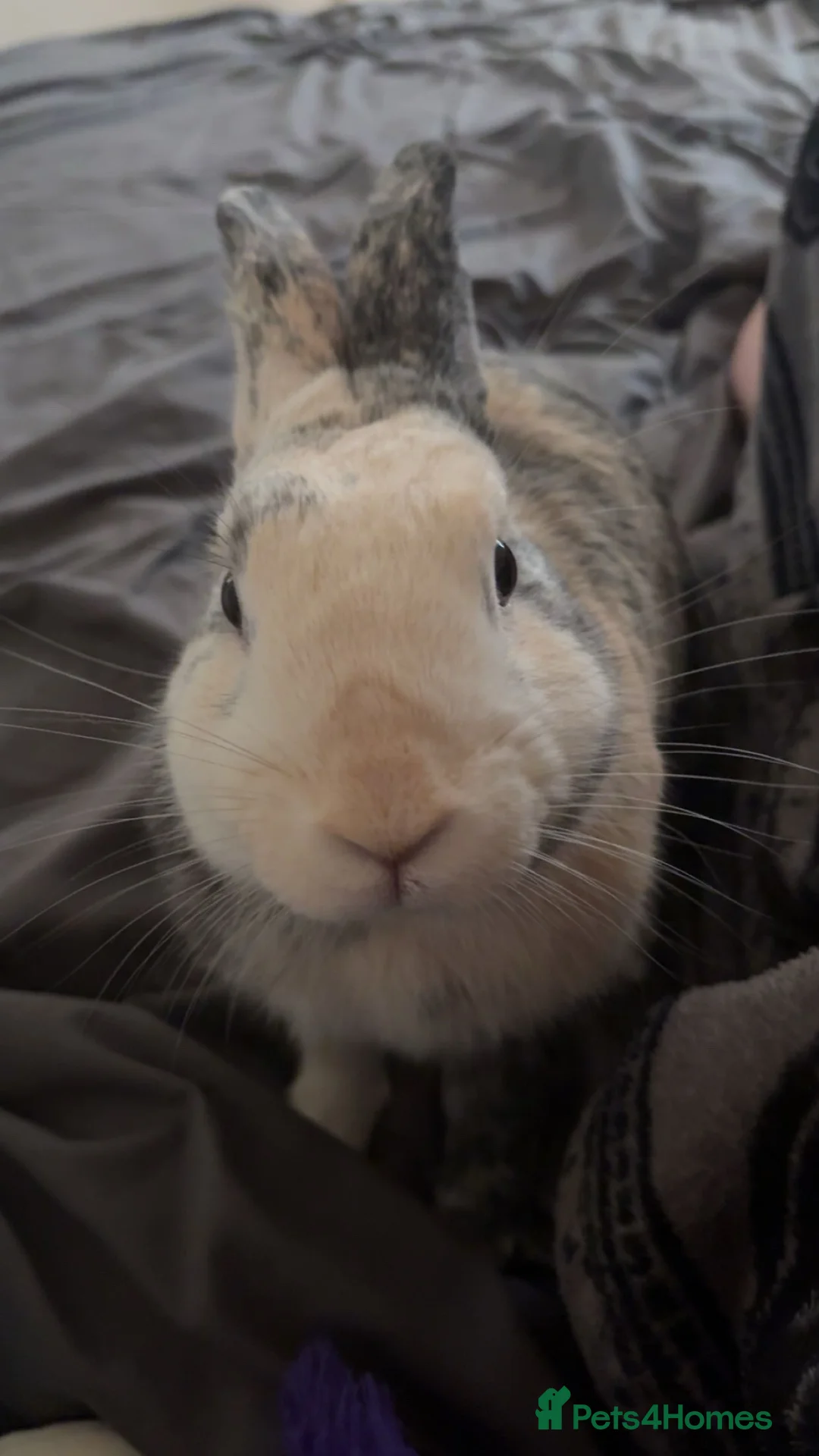 Mixed Breed rabbits for sale: Gorgeous Male in Wrexham - Advert 8