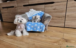 Maltese dogs for sale: KC Korean Maltese Terrier Puppies - Image 7