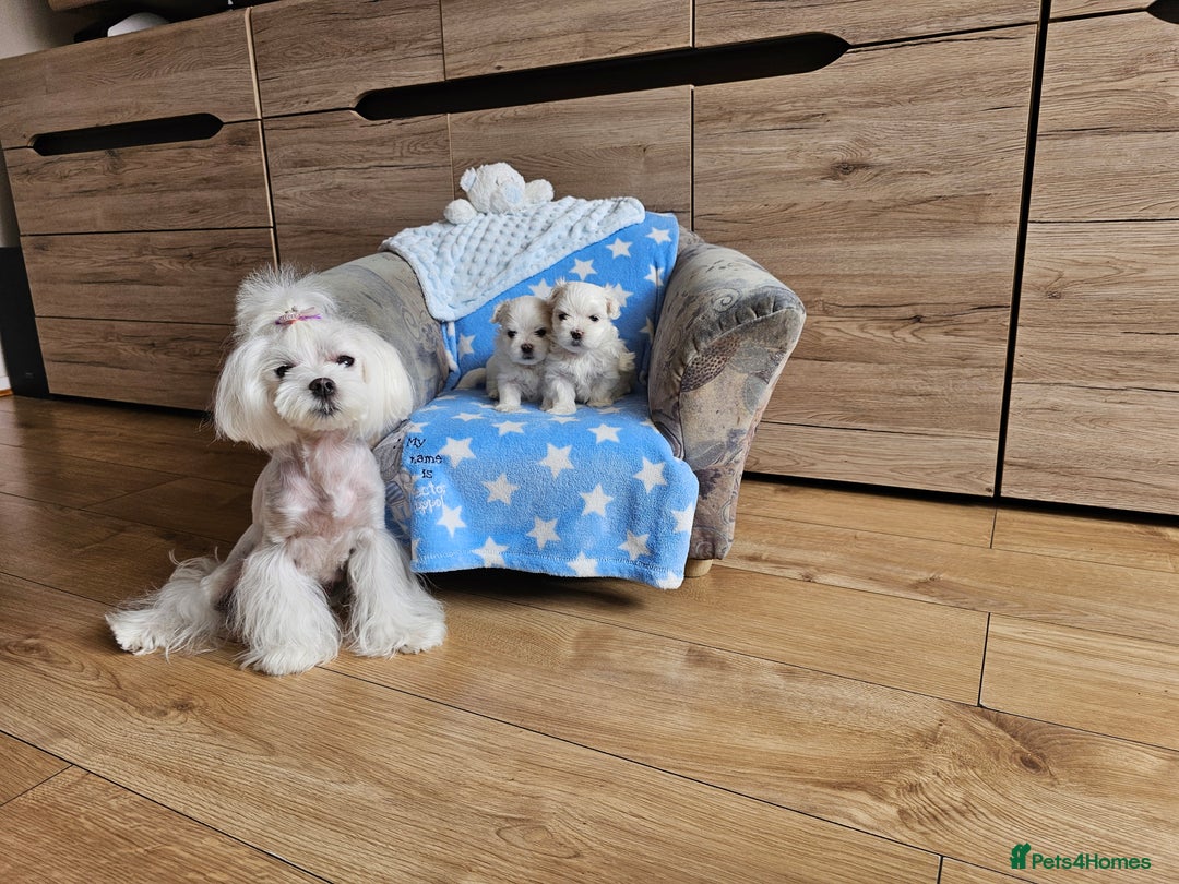 Maltese dogs for sale: KC Korean Maltese Terrier Puppies - Image 7