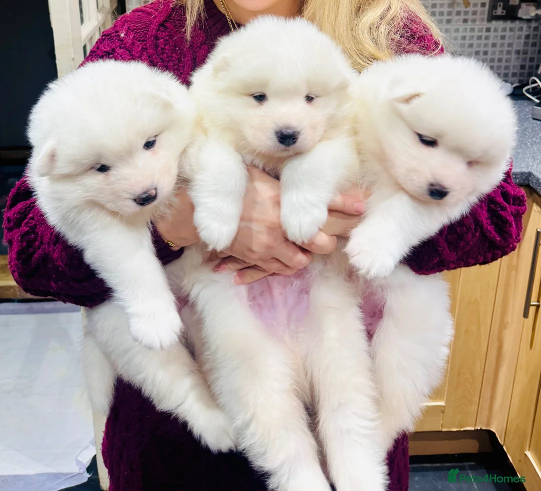 Samoyed dogs for sale: Three Beautiful Samoyed  - Advert 1