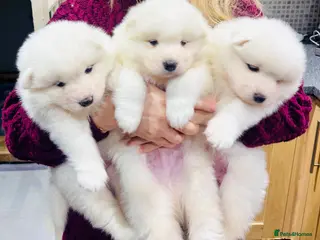 Samoyed dogs Three Beautiful Samoyed - Advert 2