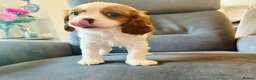 Cavalier King Charles Spaniel dogs for sale: READY NOW Prince Charming Cavalier Pup  - Advert 13