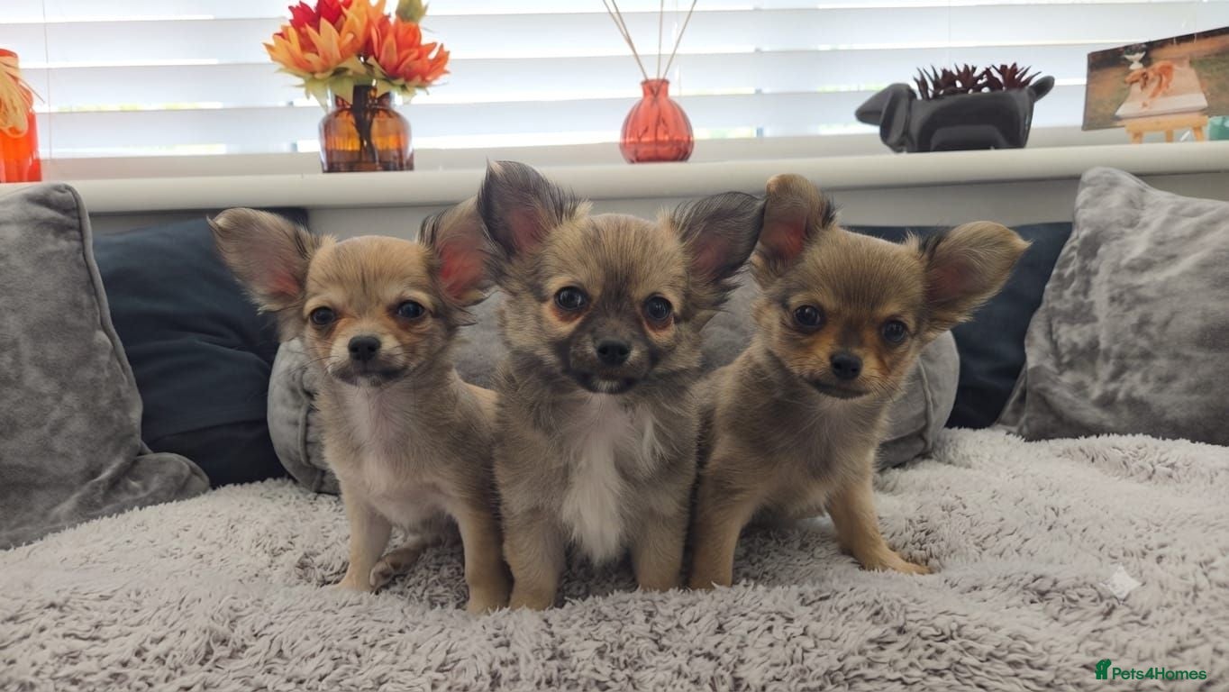 Chihuahua dogs Longhaired Chihuahua Boys - Rare Wolf Sable coats - Advert 9