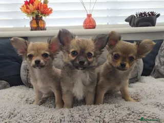 Chihuahua dogs Longhaired Chihuahua Boys - Rare Wolf Sable coats - Advert 9