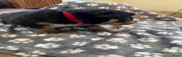 Mixed Breed dogs for sale: Border Collie x Kelpie Puppies in Caernarfon - Advert 11